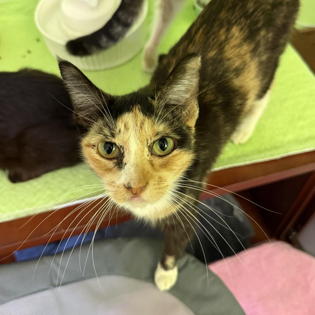 Enlarge Honey Bee, a Adoptable Domestic Short Hair in Garfield, AR image 1/1