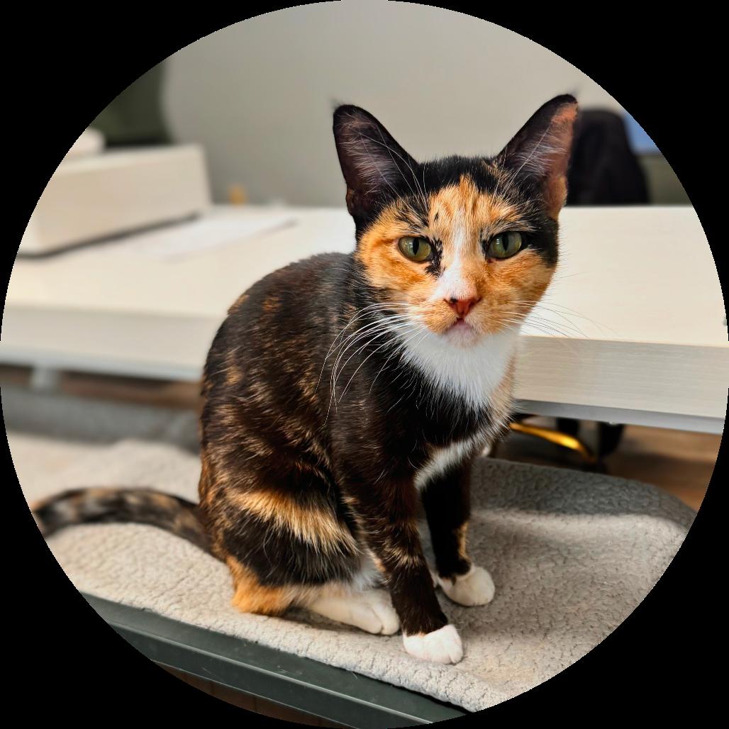 Enlarge Honey Bee, a Adoptable Domestic Short Hair in Garfield, AR image 2/2