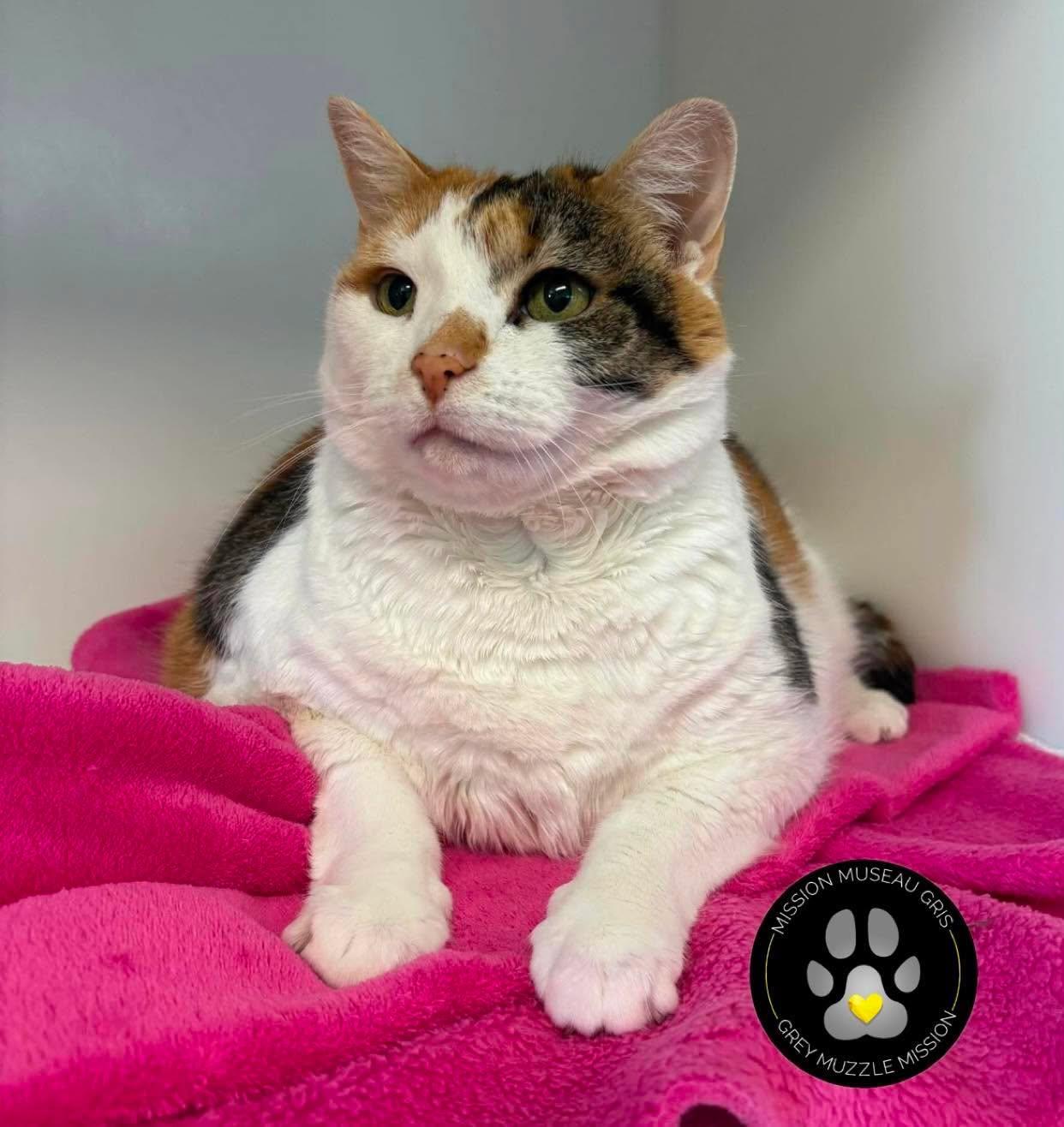 Enlarge Madame, a Adoptable Domestic Short Hair in Delson, QC image 1/1