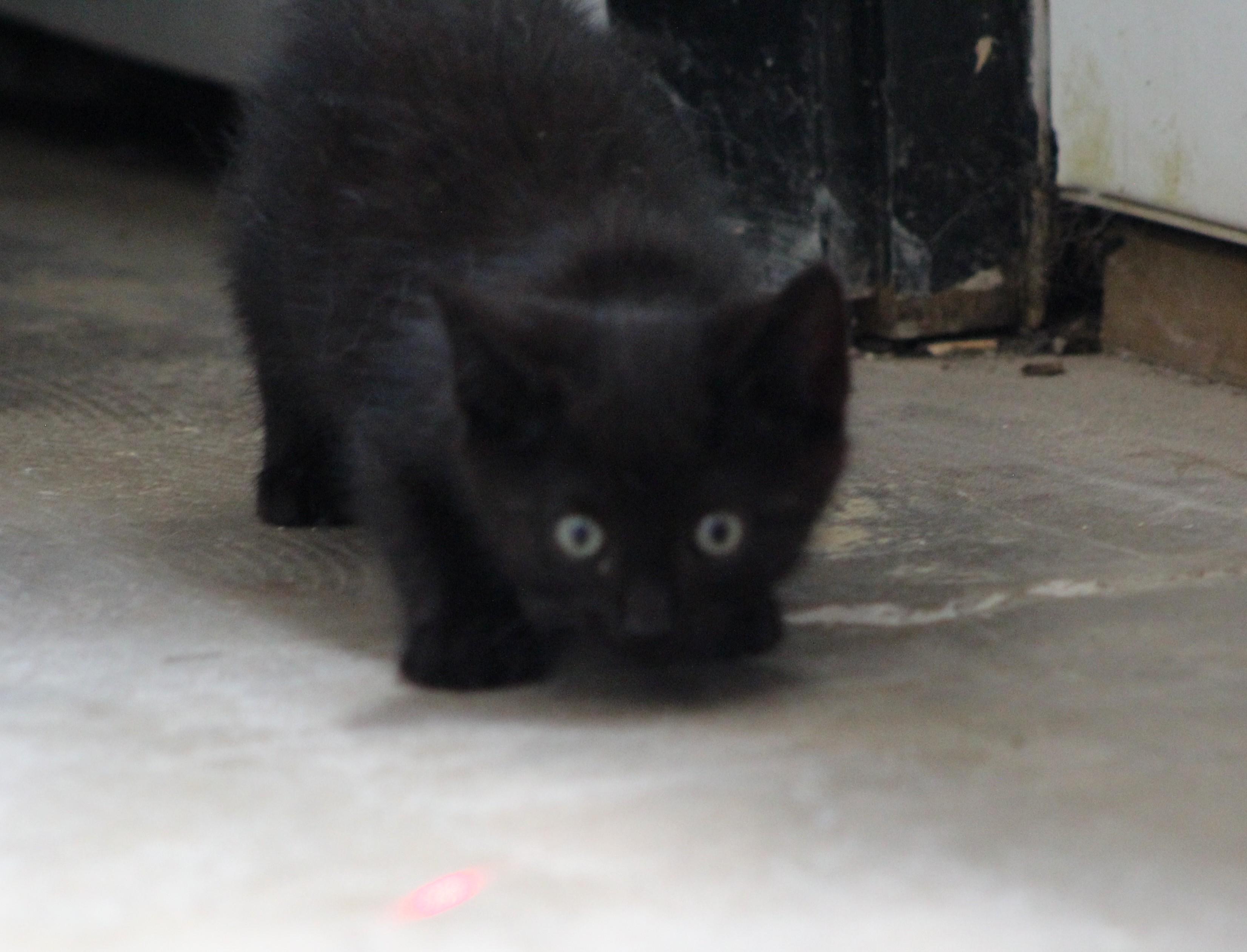 Popcorn, an adopted Domestic Short Hair in Temple, TX image 3/3