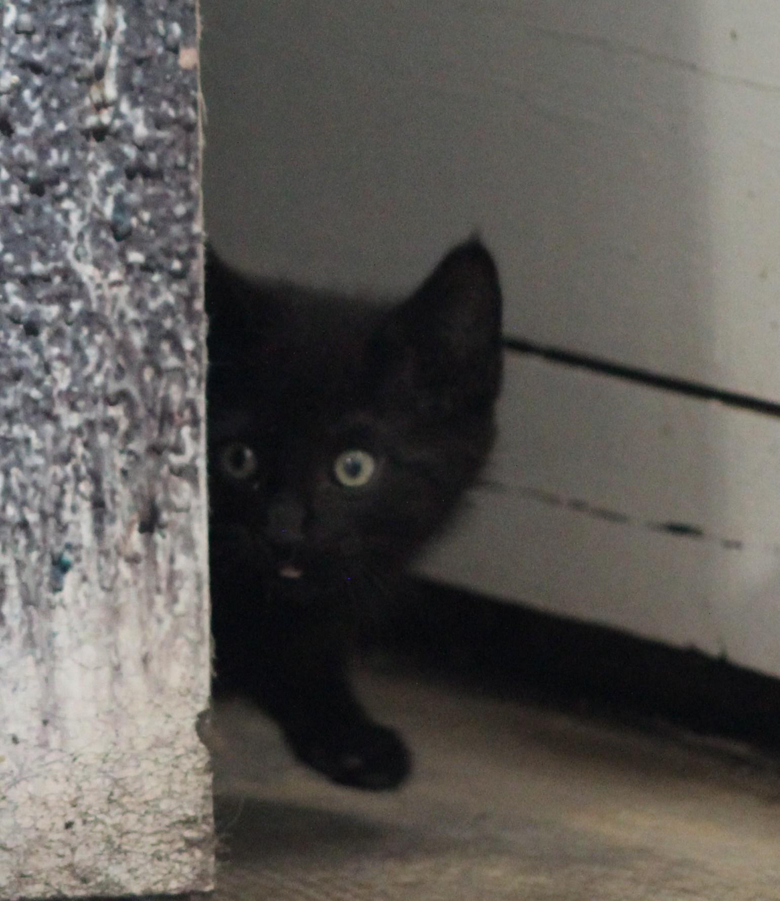 Popcorn, an adopted Domestic Short Hair in Temple, TX image 2/3