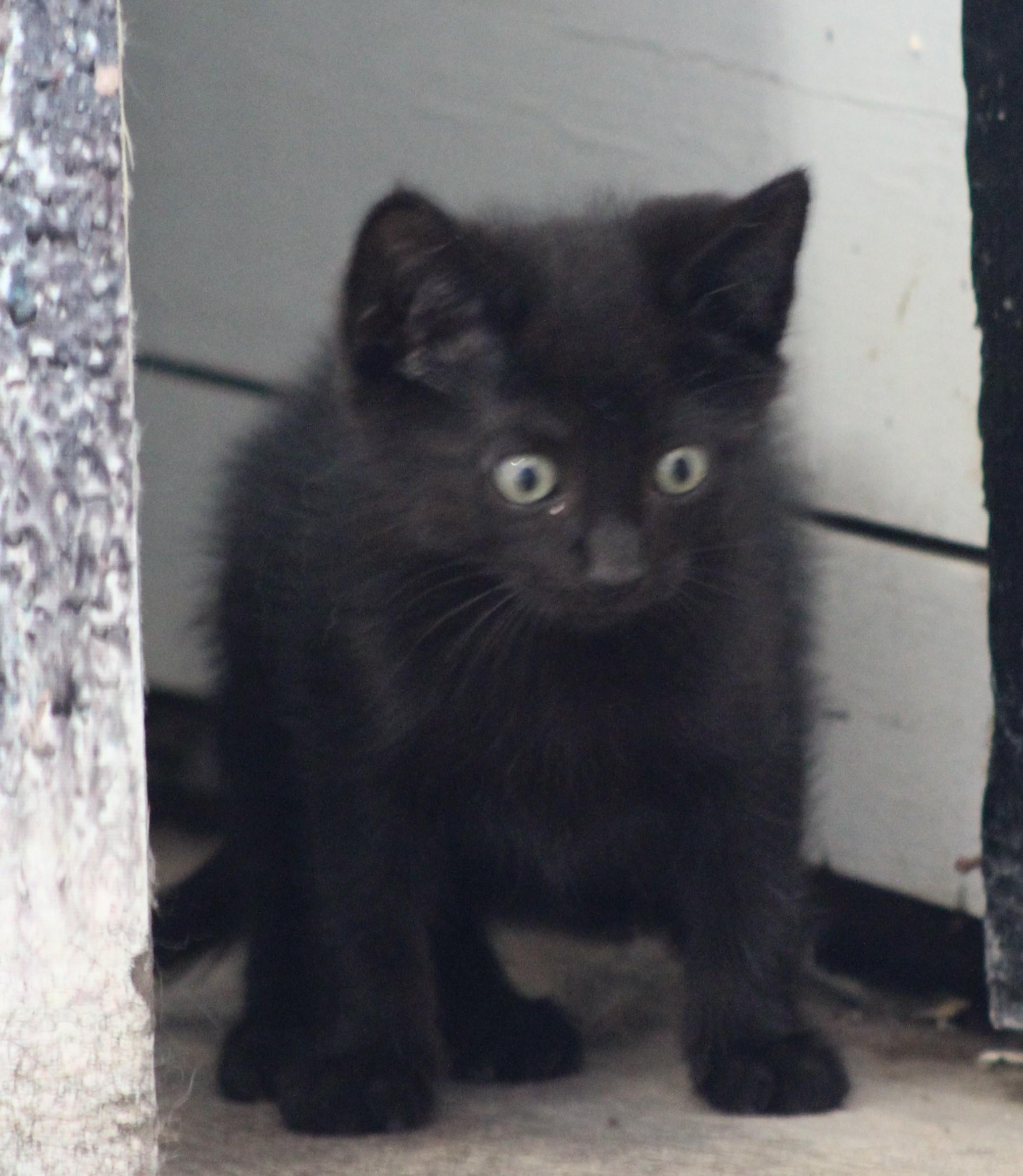 Popcorn, an adopted Domestic Short Hair in Temple, TX image 1/3