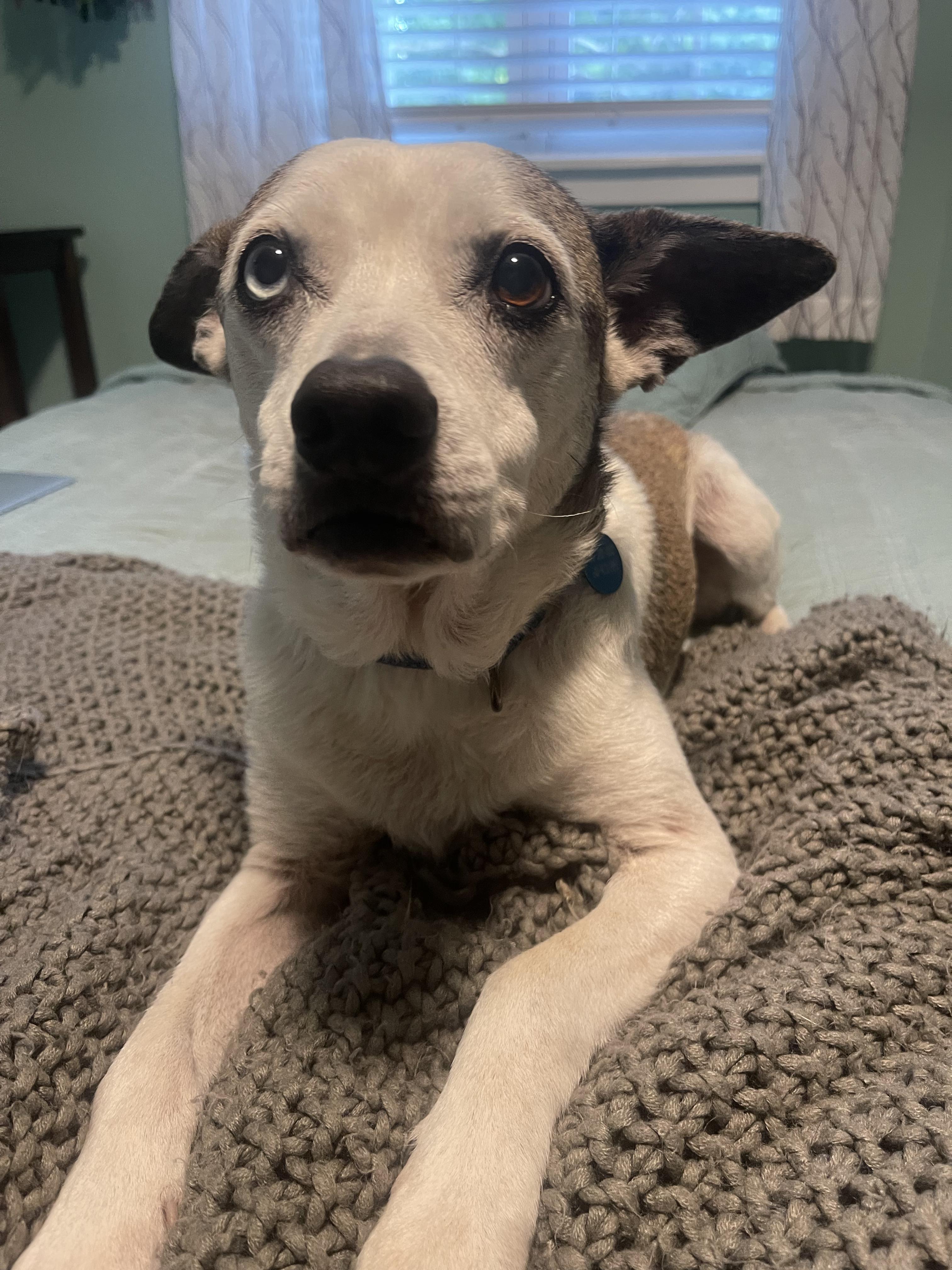 Jack, a Adoptable mixed breed in charleston, SC image 3/6