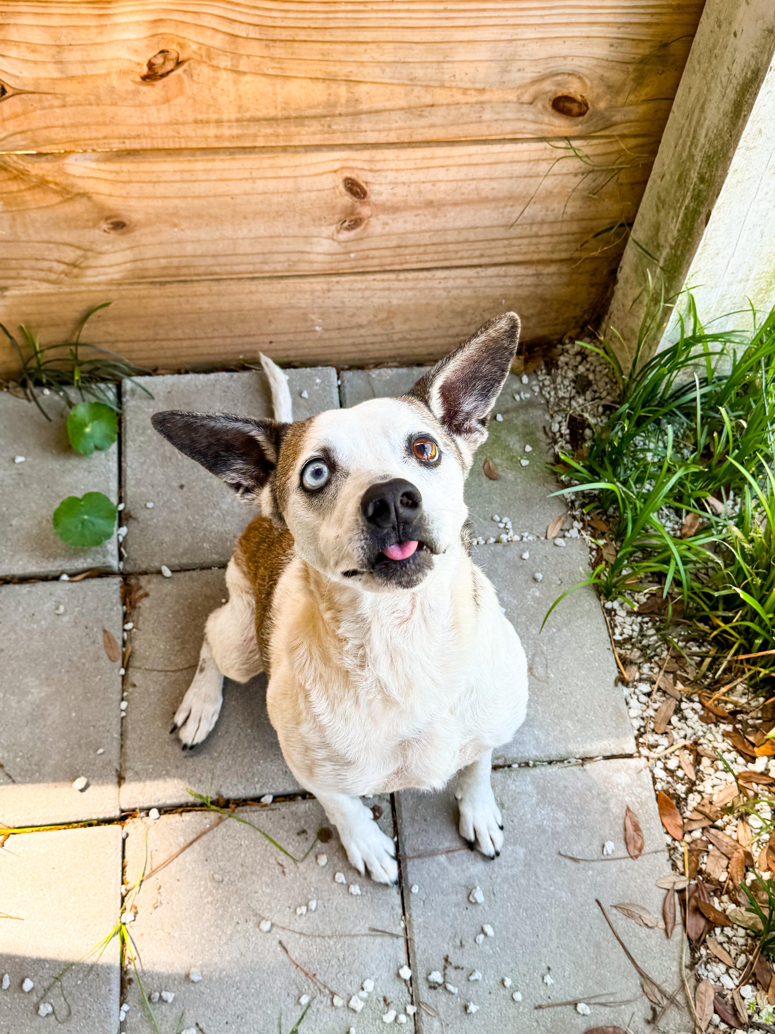 Jack, a Adoptable mixed breed in charleston, SC image 2/6