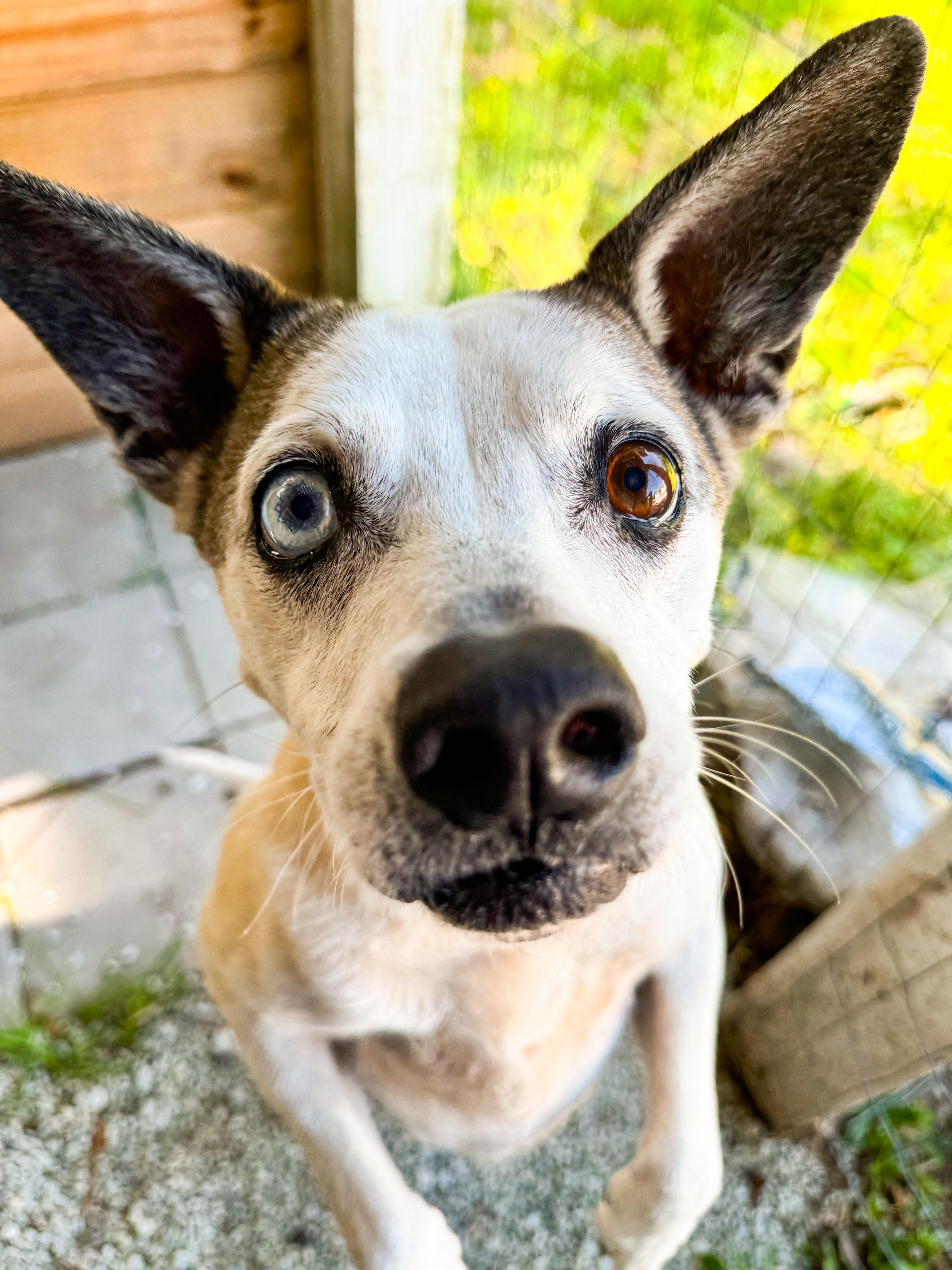 Jack, a Adoptable mixed breed in charleston, SC image 1/6