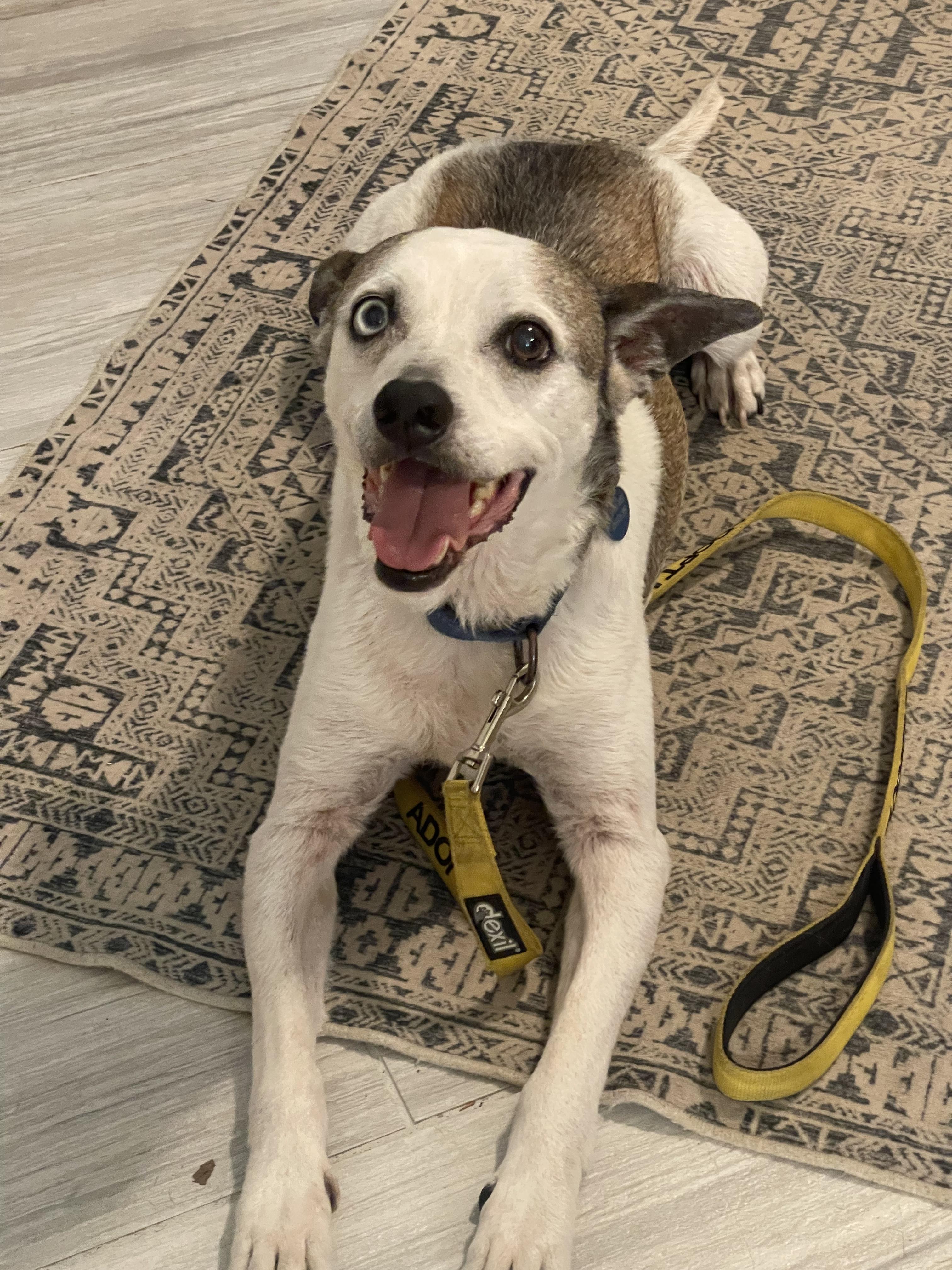 Jack, a Adoptable mixed breed in charleston, SC image 6/6