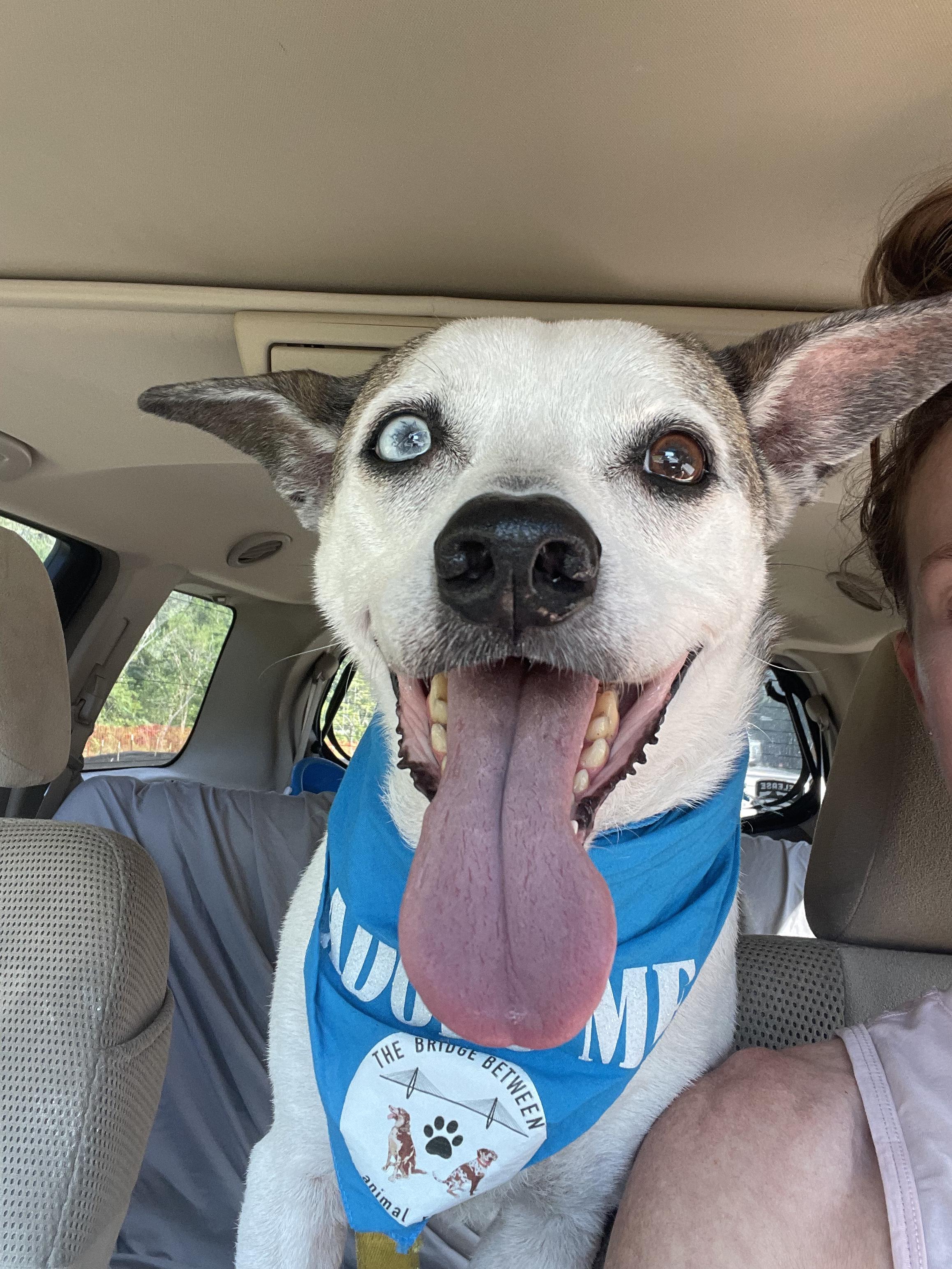 Jack, a Adoptable mixed breed in charleston, SC image 4/6