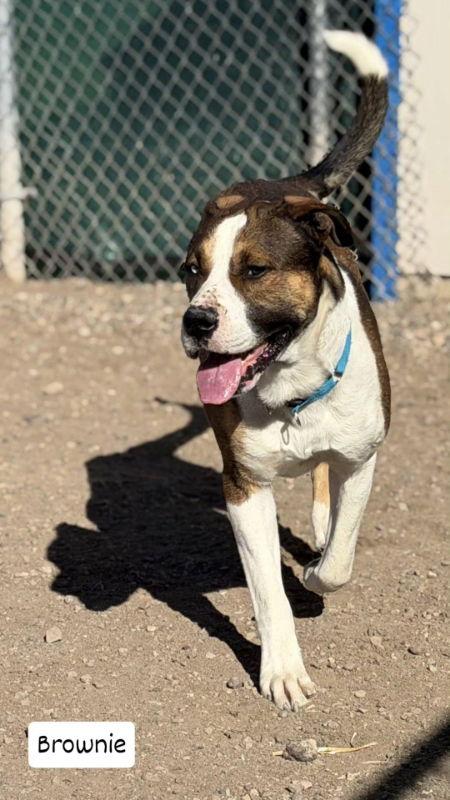 Brownie, Adoptable, Adult Male Pit Bull Terrier & Boxer.