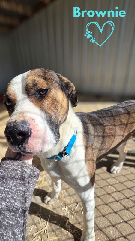 Enlarge Brownie, a Adoptable mixed breed in Monte Vista, CO image 1/2