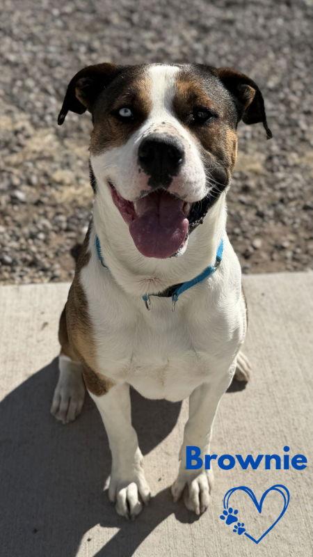 Brownie, Adoptable, Adult Male Pit Bull Terrier & Boxer.