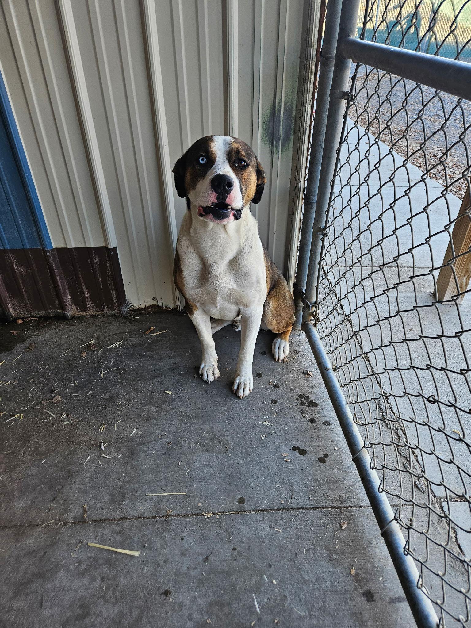 Enlarge Brownie, a Adoptable mixed breed in Monte Vista, CO image 2/2