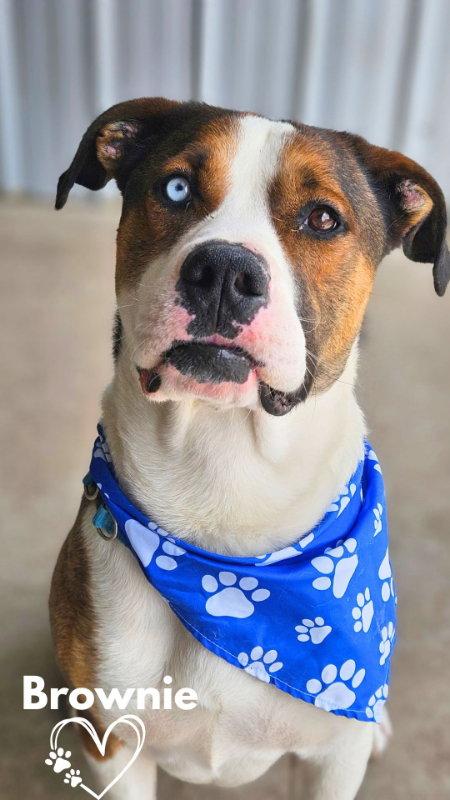 Brownie, a Adoptable mixed breed in Monte Vista, CO image 2/3
