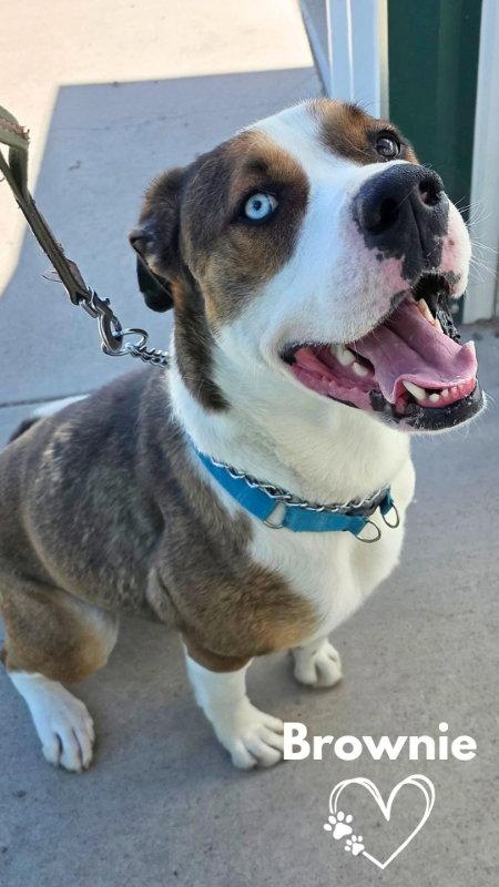 Enlarge Brownie, a Adoptable mixed breed in Monte Vista, CO image 3/3