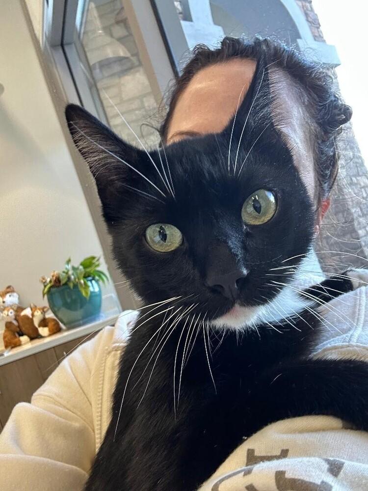 Sparky, Adoptable, Young Male Domestic Short Hair.