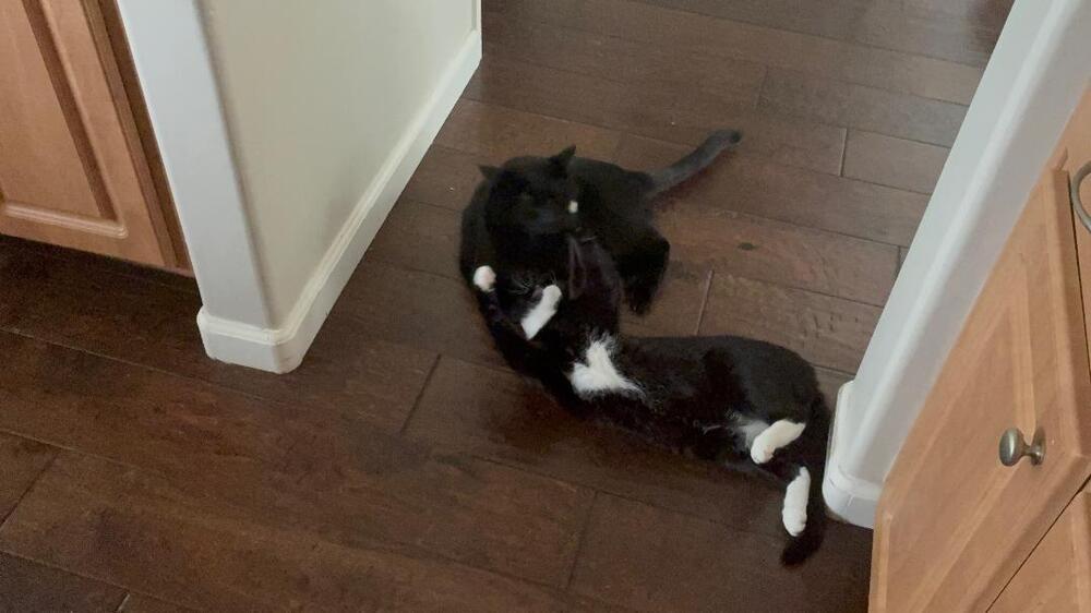 Sparky, a Adoptable Domestic Short Hair in Oceanside, CA image 4/6