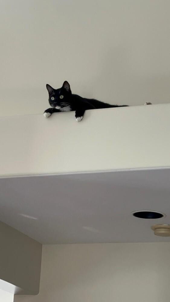 Enlarge Sparky, a Adoptable Domestic Short Hair in Oceanside, CA image 6/6