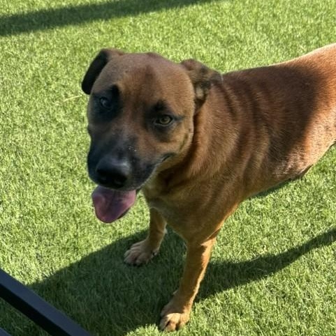 Enlarge Tito, a ADOPTABLE mixed breed in Williston, VT image 4/5