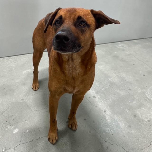 Enlarge Tito, a ADOPTABLE mixed breed in Williston, VT image 3/5