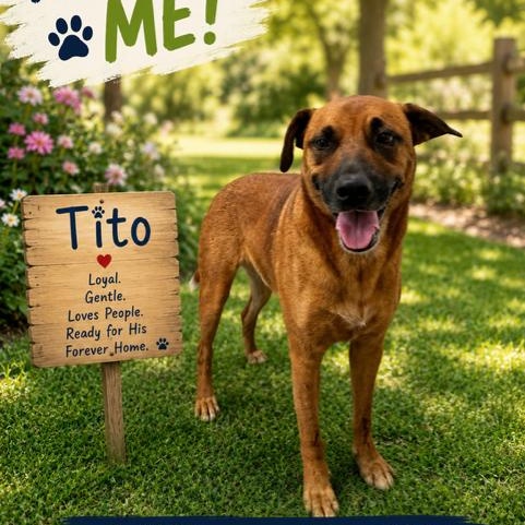 Enlarge Tito, a ADOPTABLE mixed breed in Williston, VT image 1/5