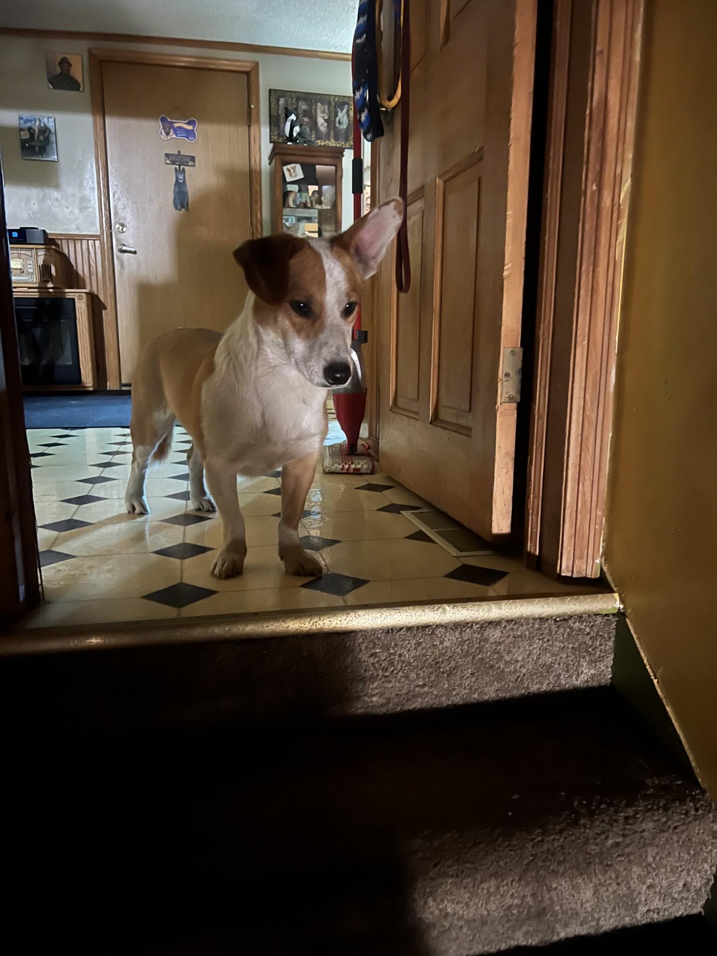 Enlarge Ganon-I25052, a Adopted mixed breed in Anoka, MN image 2/6