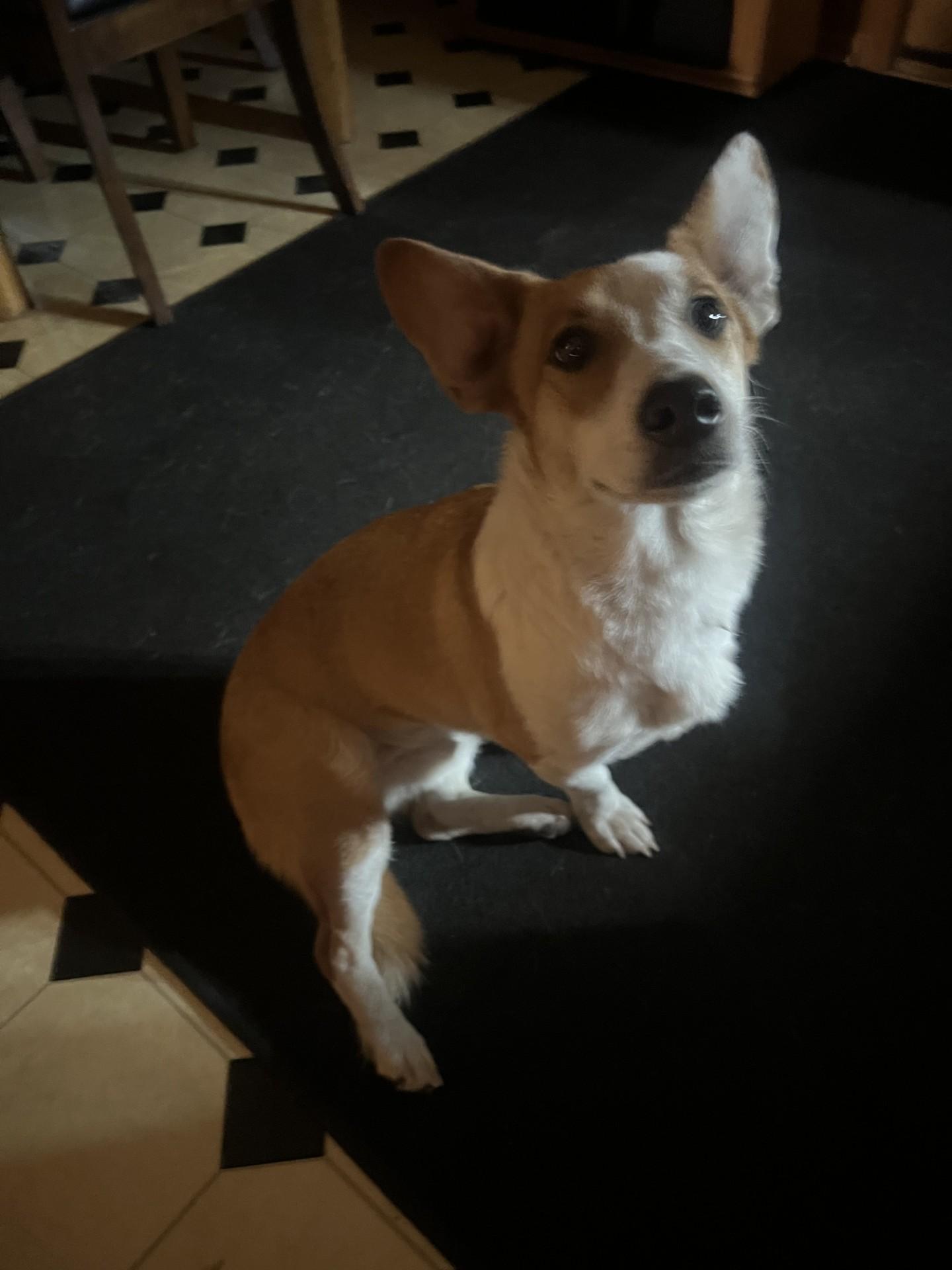 Ganon-I25052, Adopted, Adult Male Pembroke Welsh Corgi.