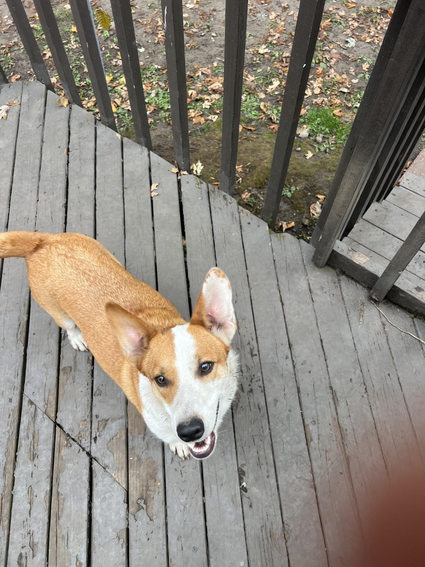 Enlarge Ganon-I25052, a Adopted mixed breed in Anoka, MN image 5/6