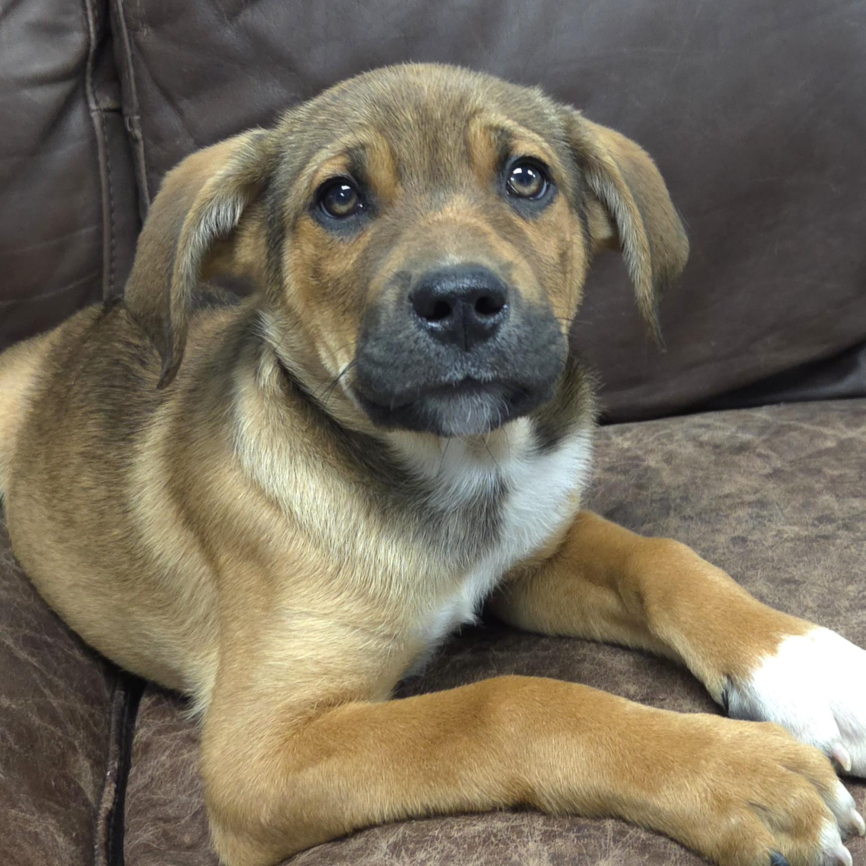 Enlarge Peridot, an adopted Mixed Breed in Marshfield, WI image 1/5