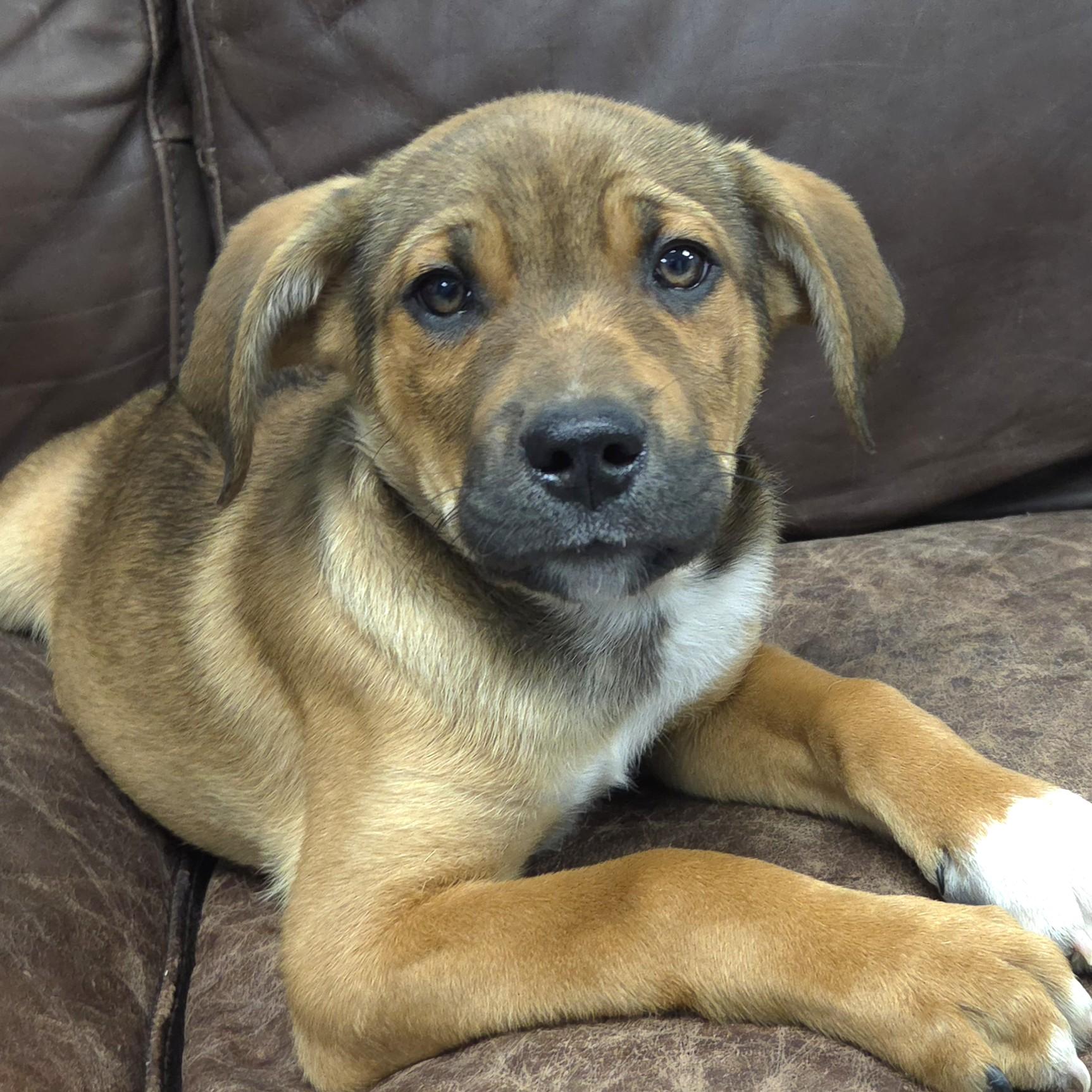 Enlarge Peridot, an adopted Mixed Breed in Marshfield, WI image 3/5
