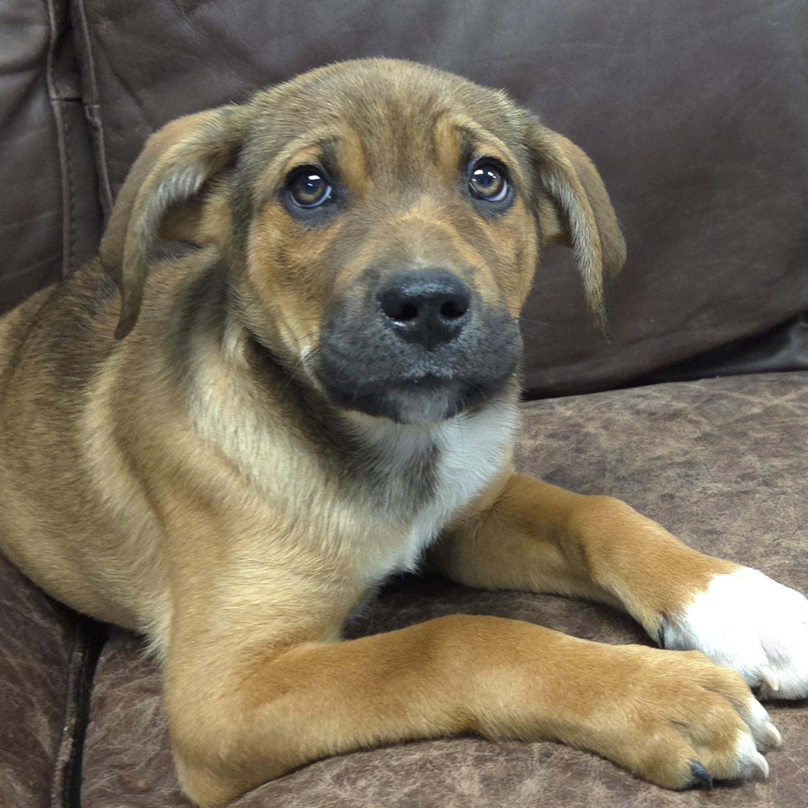 Enlarge Peridot, an adopted Mixed Breed in Marshfield, WI image 5/5