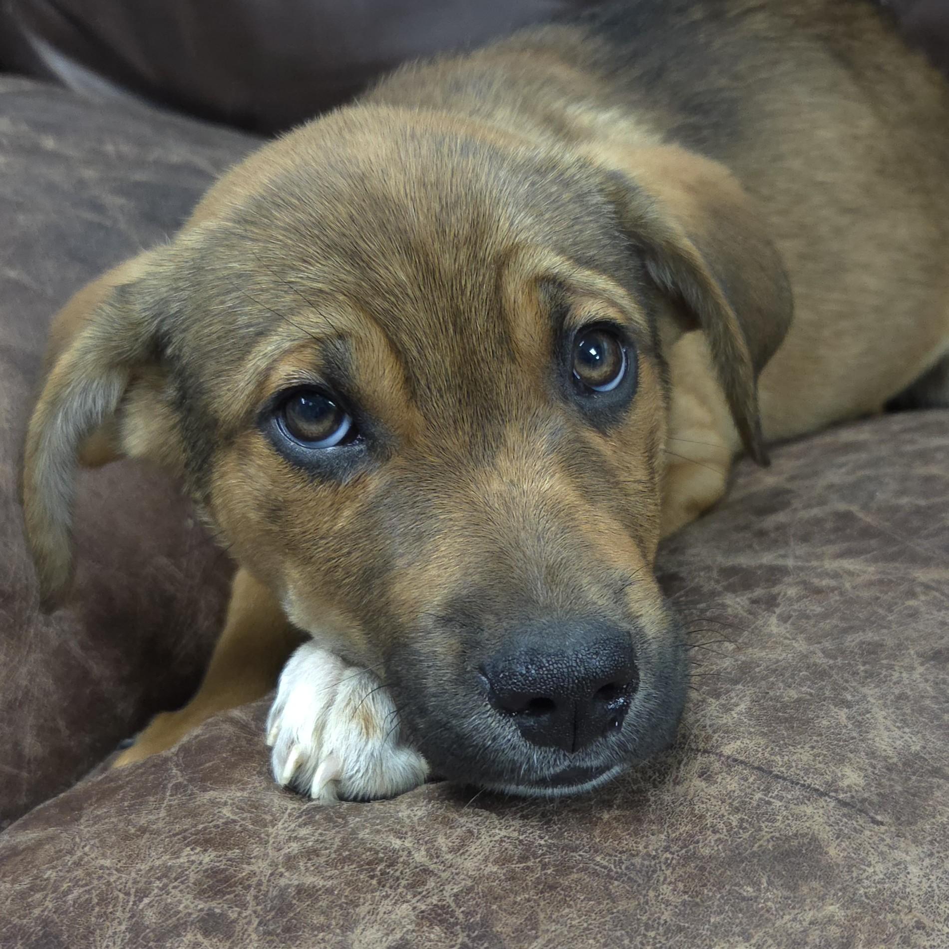 Enlarge Peridot, an adopted Mixed Breed in Marshfield, WI image 2/5