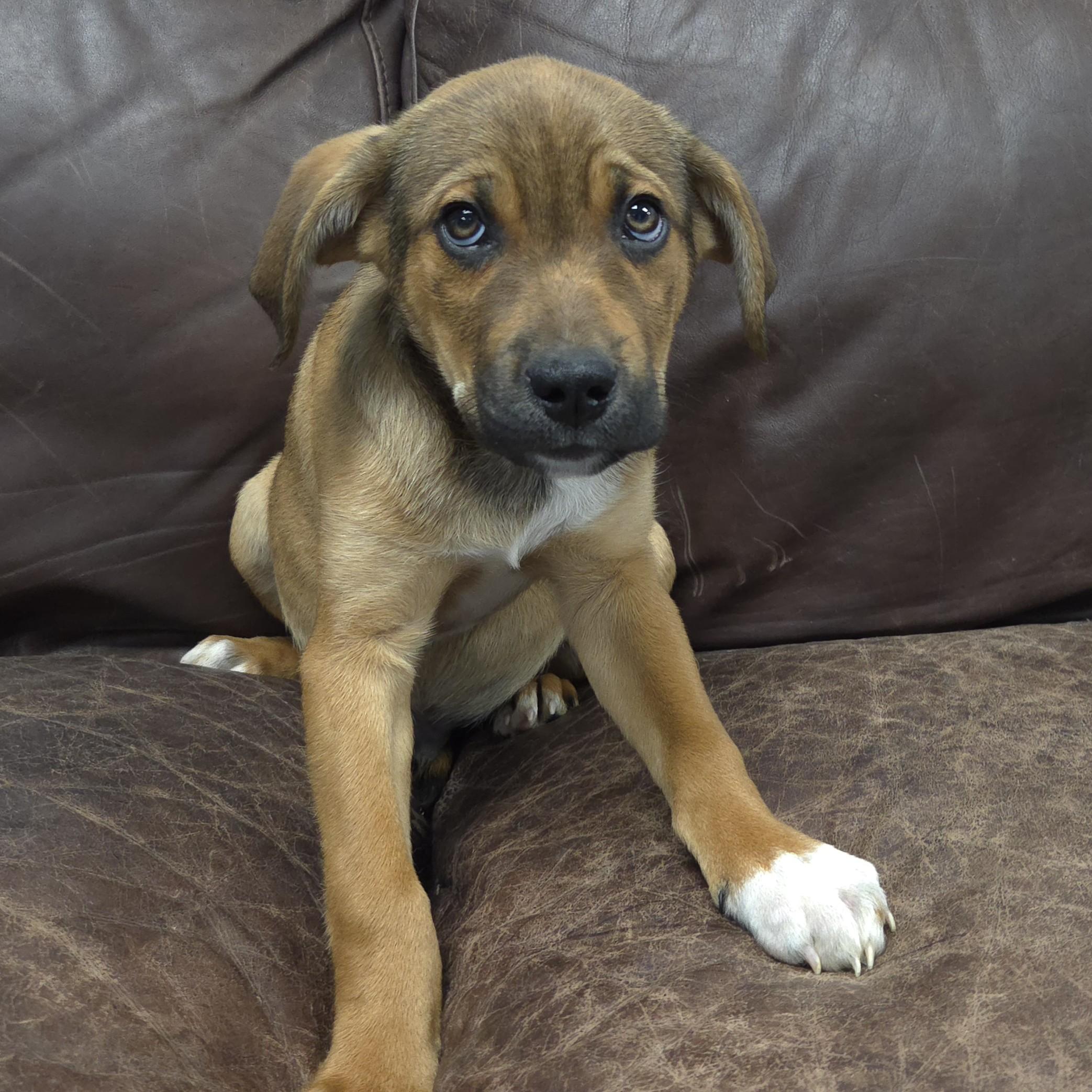 Enlarge Peridot, an adopted Mixed Breed in Marshfield, WI image 4/5