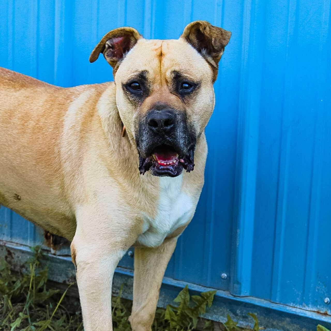 Cody, Adoptable, Senior Male Black Mouth Cur.