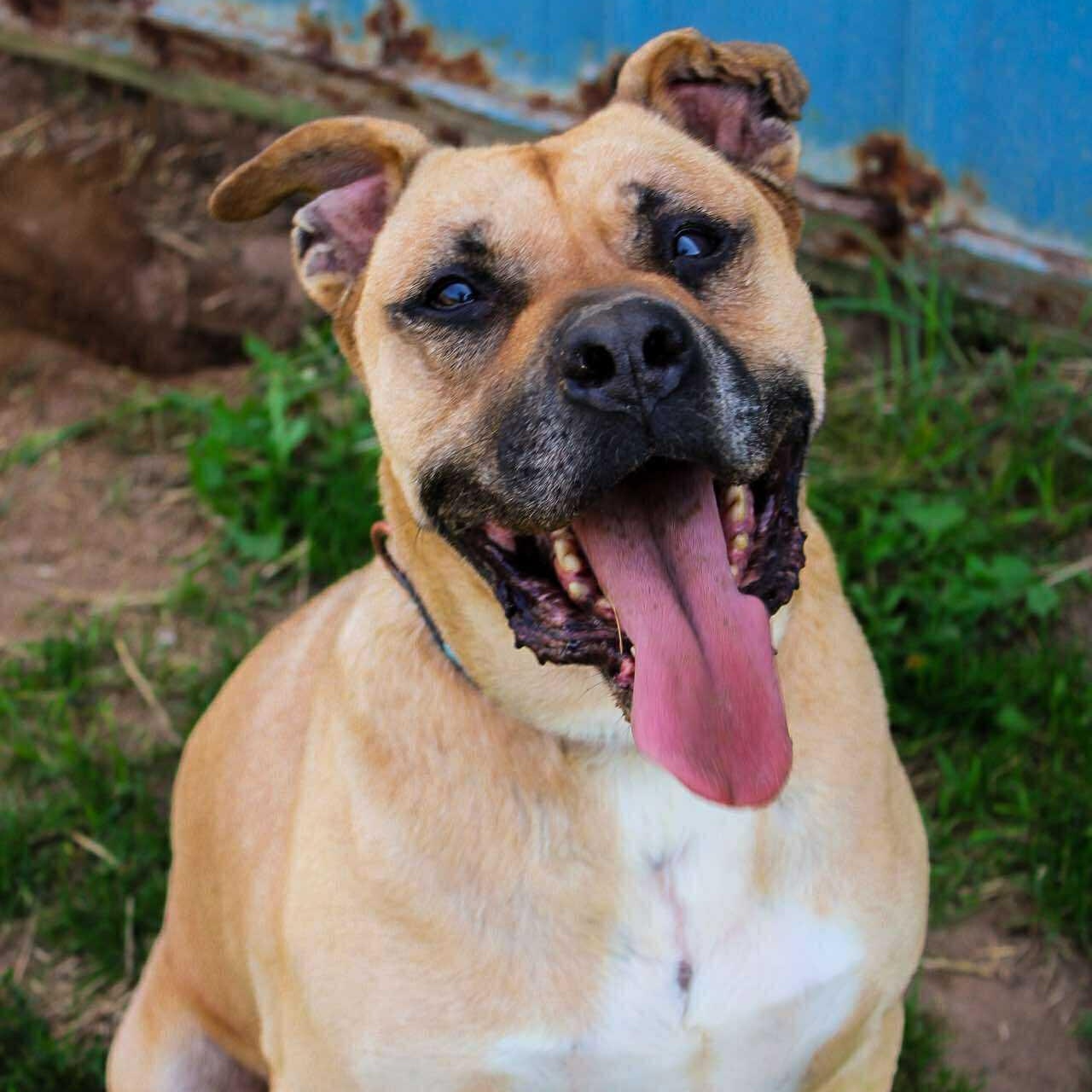 Cody, a Adoptable Black Mouth Cur in Valparaiso, IN image 3/3