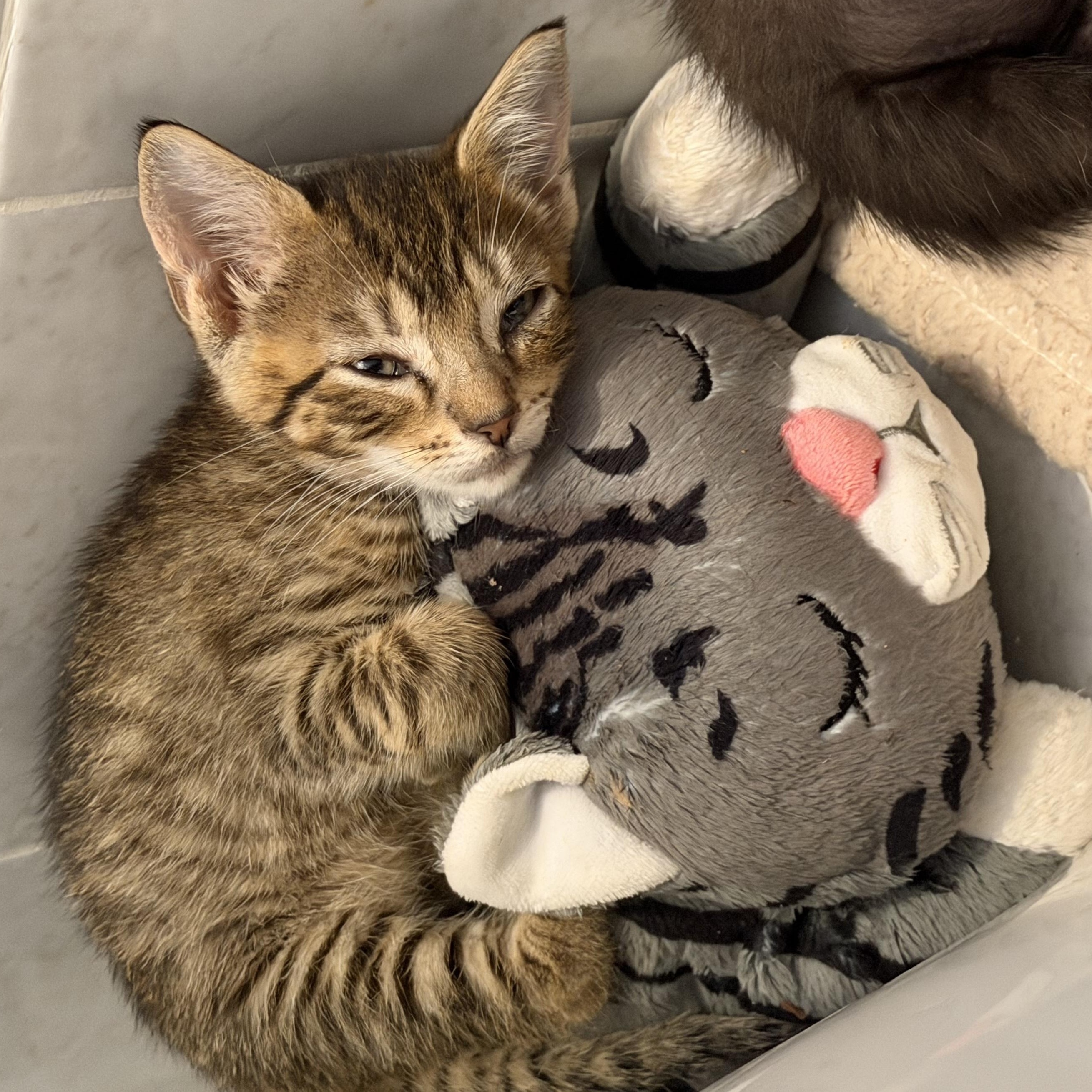Cheddar, Adoptable, Kitten Male Domestic Short Hair.