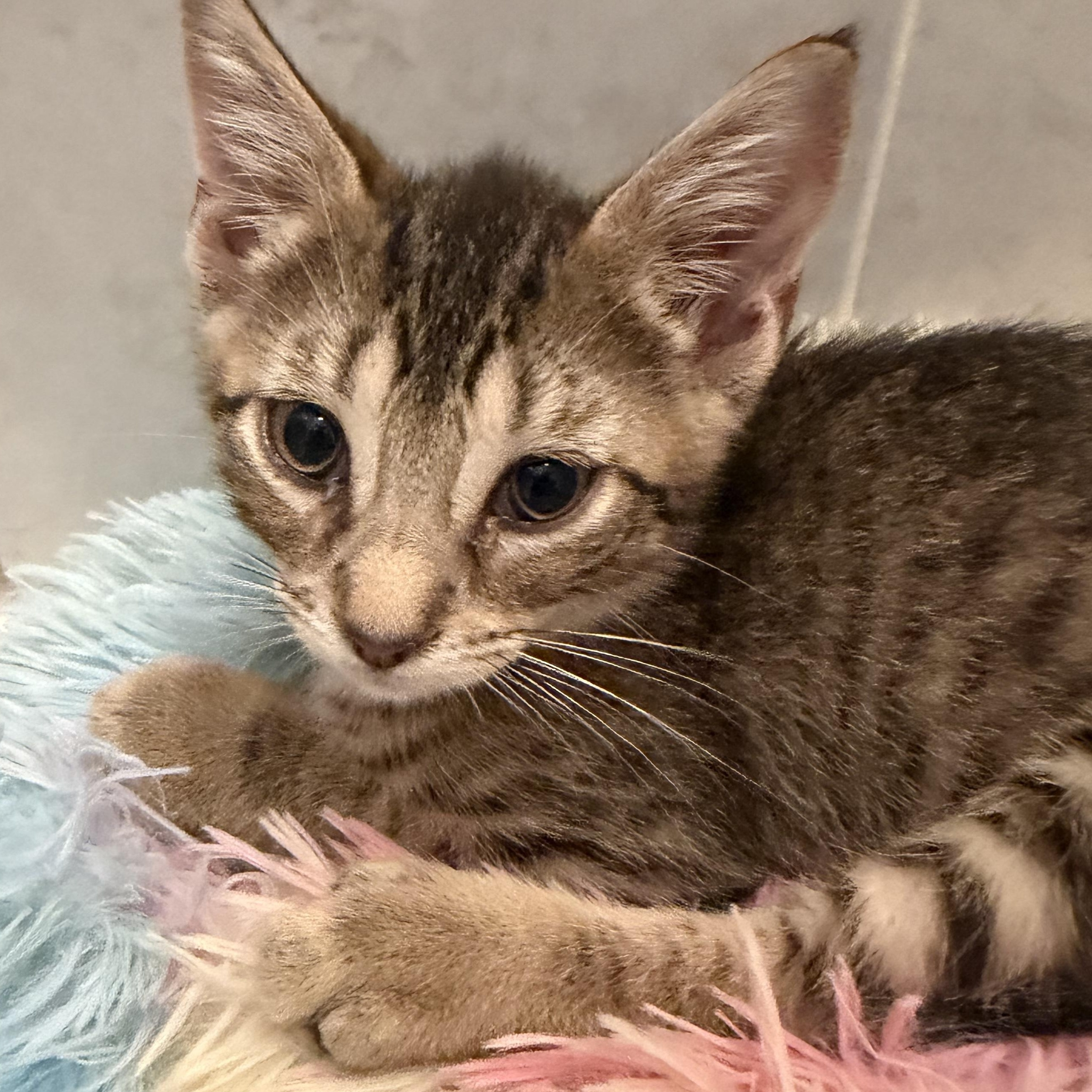 Enlarge Cheddar, a Adoptable Domestic Short Hair in Bayonne, NJ image 4/4