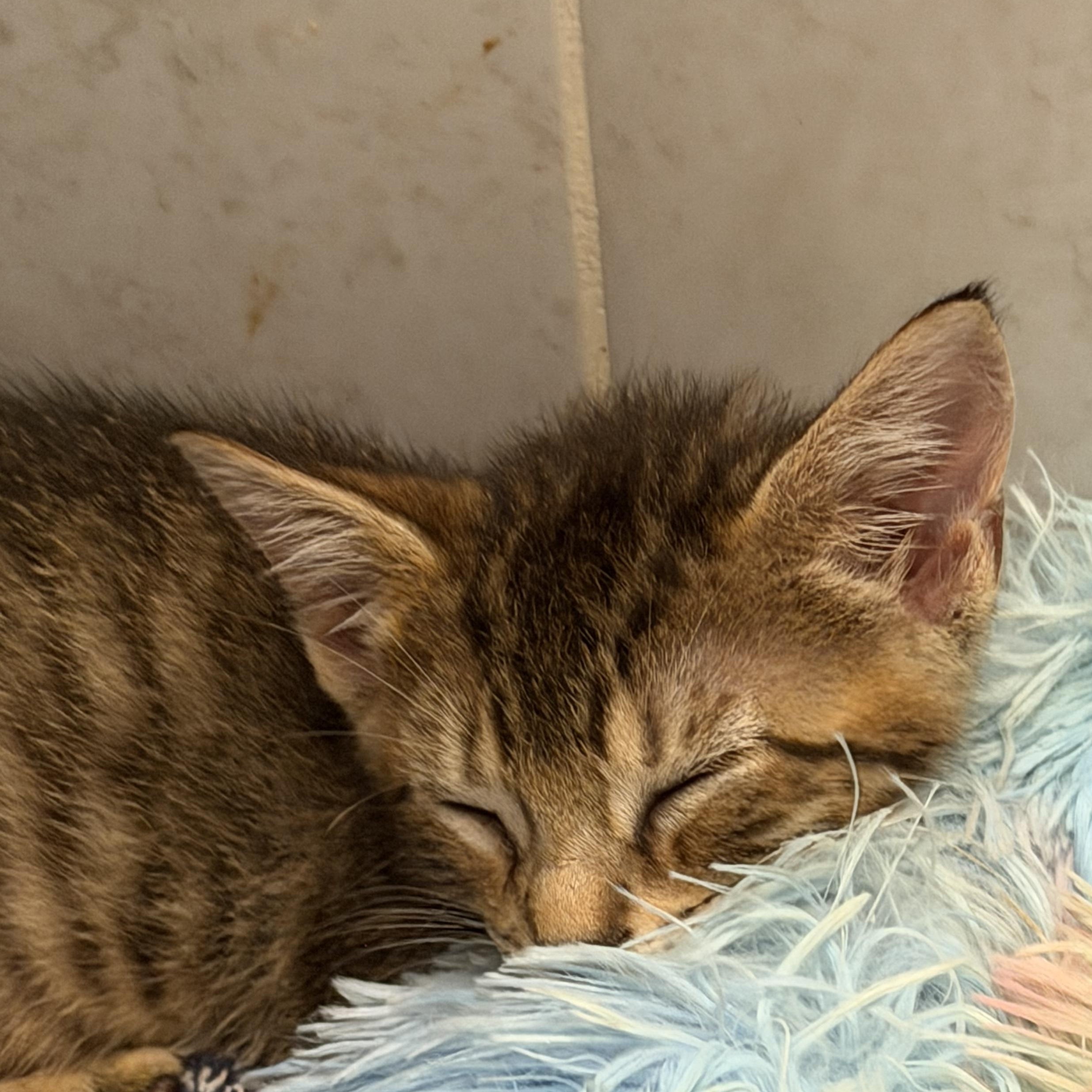 Enlarge Cheddar, a Adoptable Domestic Short Hair in Bayonne, NJ image 2/4