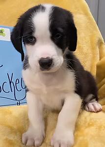 Enlarge Ice Hockey, an adopted Mixed Breed in Racine, WI image 2/2