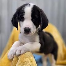 Enlarge Ice Hockey, an adopted Mixed Breed in Racine, WI image 1/2