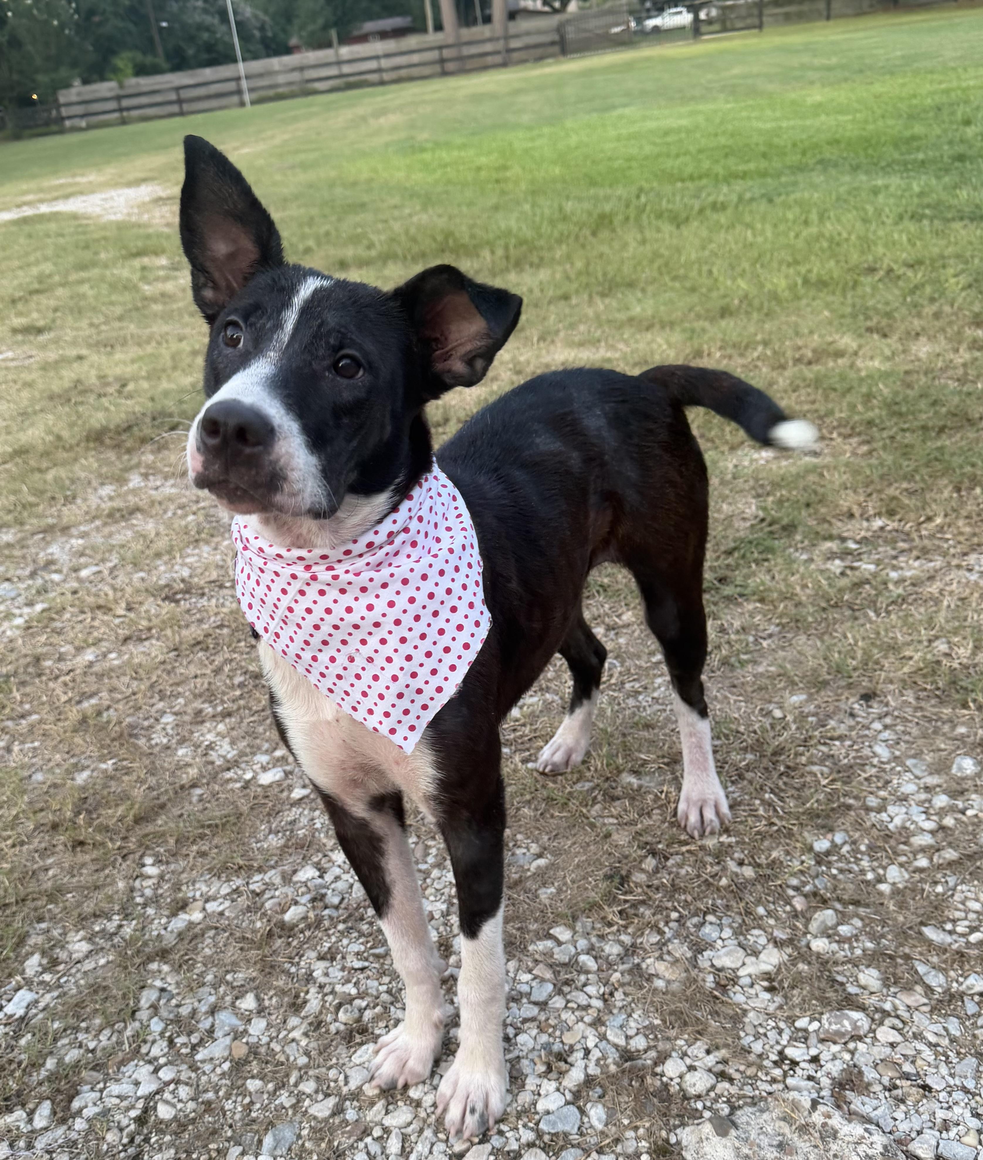 Enlarge Barley, a Adoptable mixed breed in Shippensburg, PA image 3/3