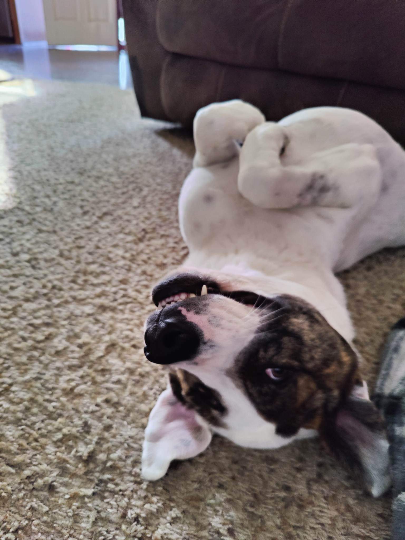 POLKA, Adoptable, Adult Female Anatolian Shepherd & Great Pyrenees.