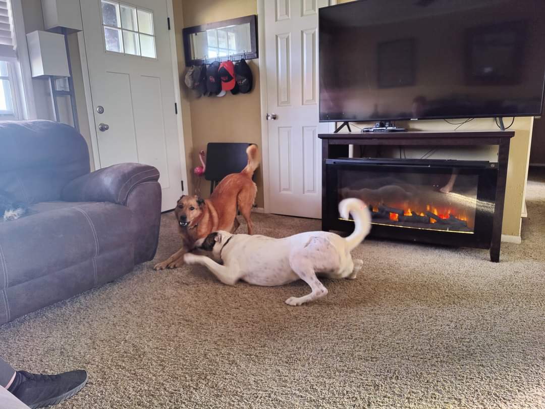 Enlarge POLKA, a Adoptable mixed breed in TULSA, OK image 2/12