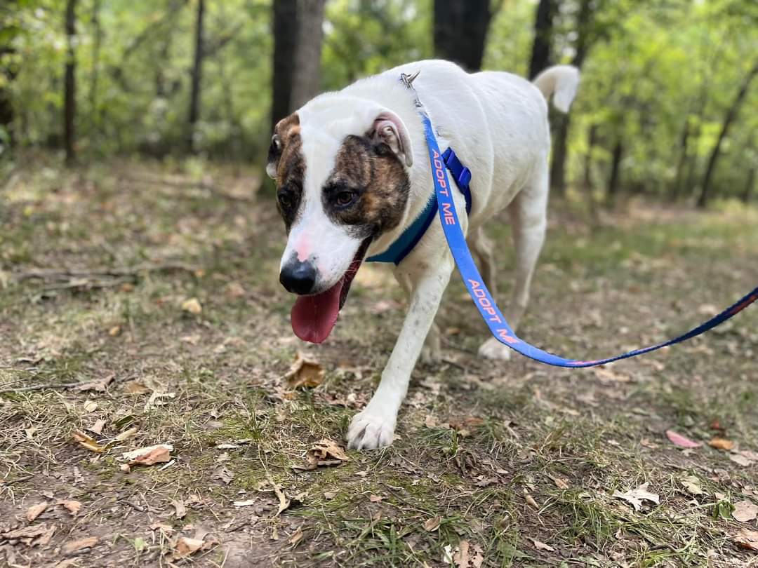 Enlarge POLKA, a Adoptable mixed breed in TULSA, OK image 4/12