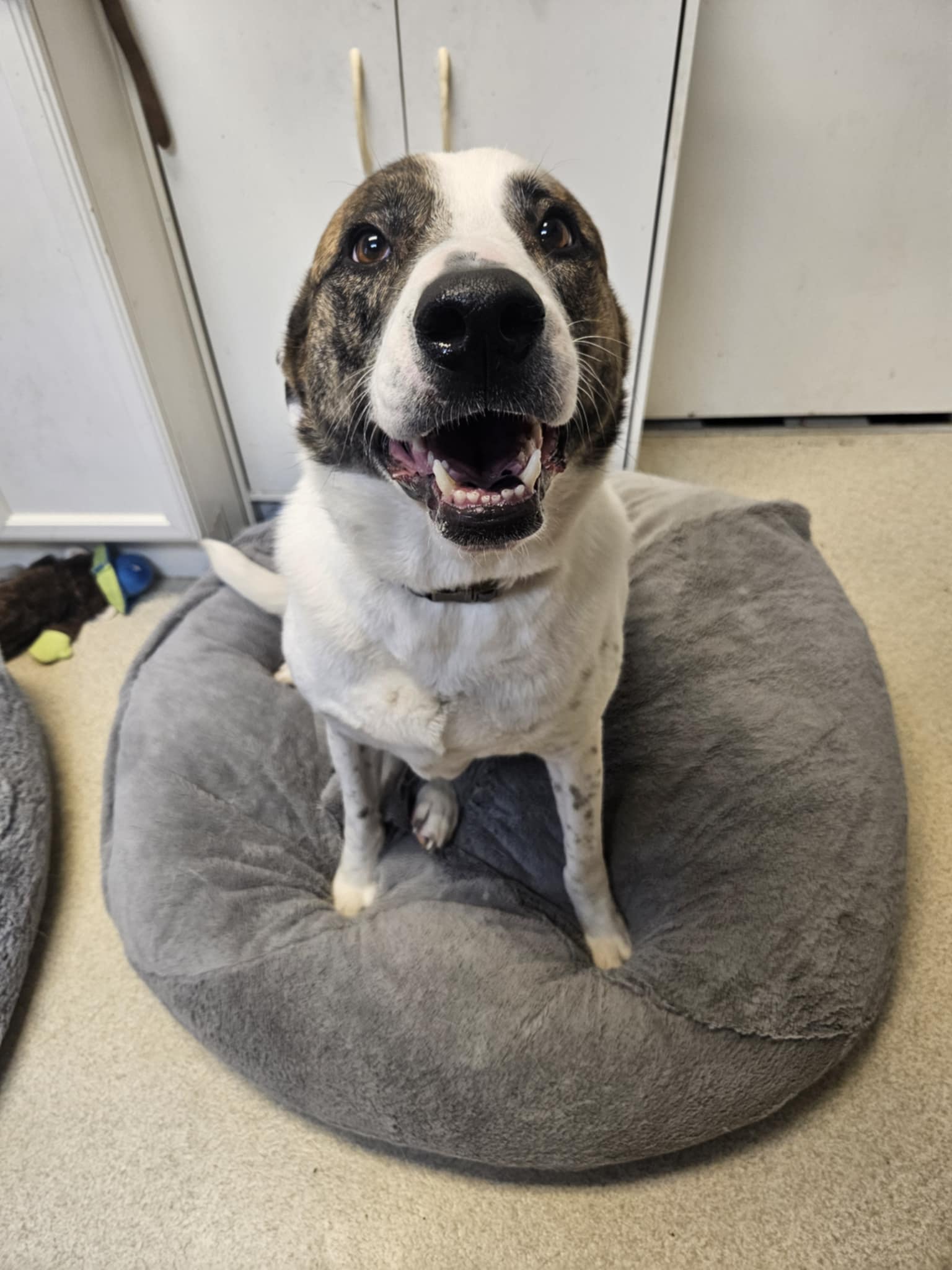 Enlarge POLKA, a Adoptable mixed breed in TULSA, OK image 5/12