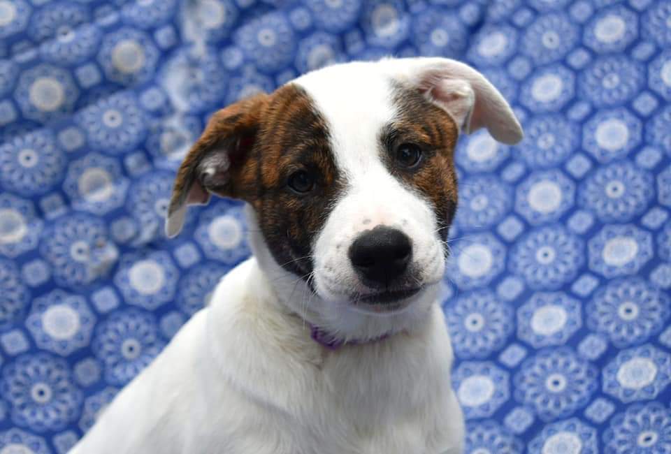 Enlarge POLKA, a Adoptable mixed breed in TULSA, OK image 6/12