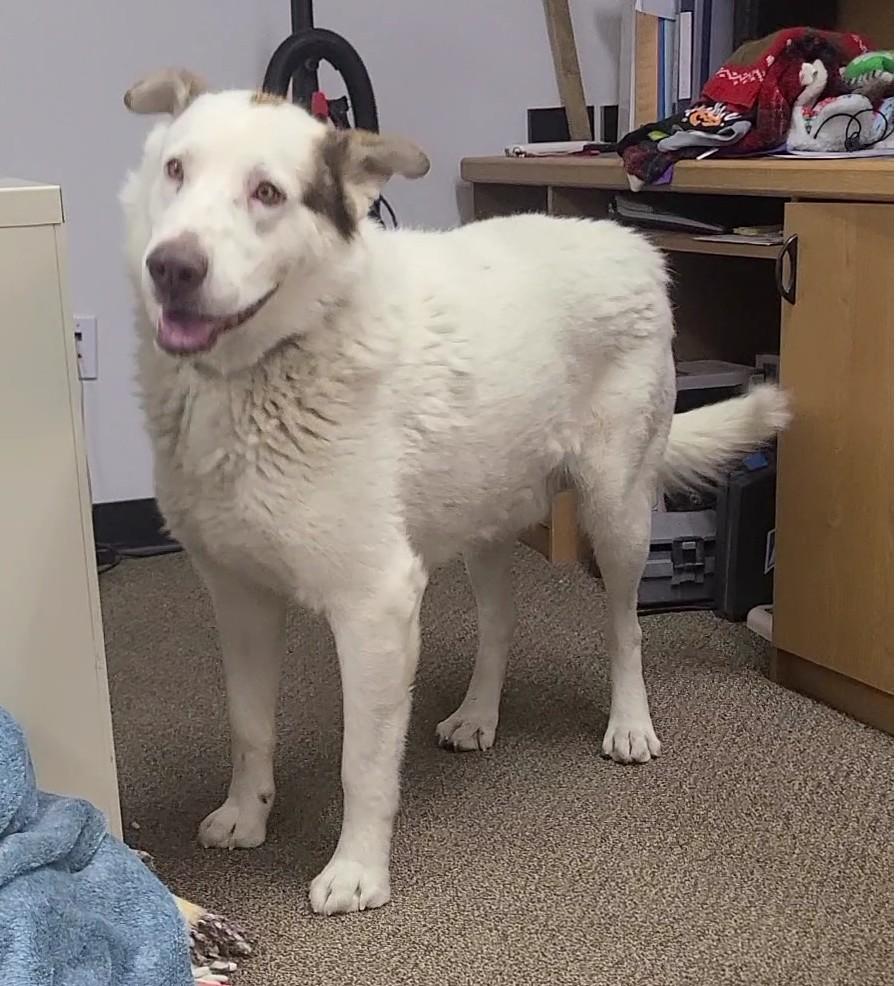 Shiloh, a ADOPTABLE mixed breed in Newcastle, WY image 2/3