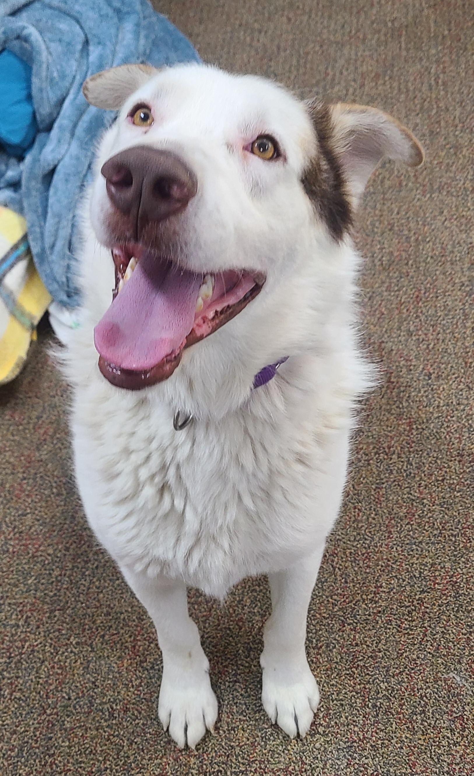 Shiloh, ADOPTABLE, Adult Male Great Pyrenees & German Shepherd Dog.