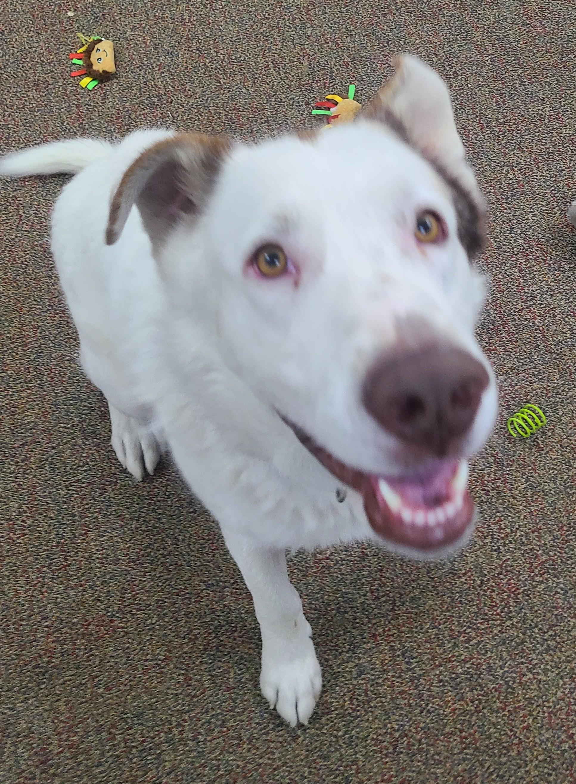 Shiloh, a ADOPTABLE mixed breed in Newcastle, WY image 3/3