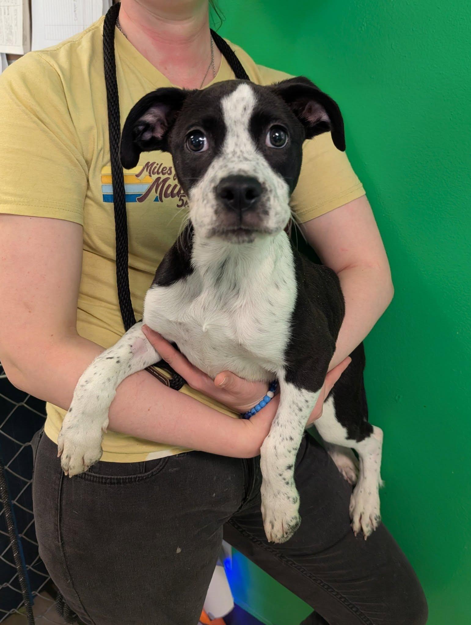 Enlarge Kali, a Adoptable mixed breed in Newburgh, IN image 2/2