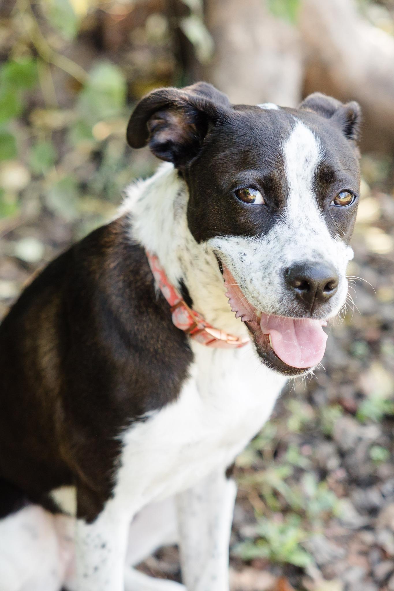 Enlarge Kali, a Adoptable mixed breed in Newburgh, IN image 1/2