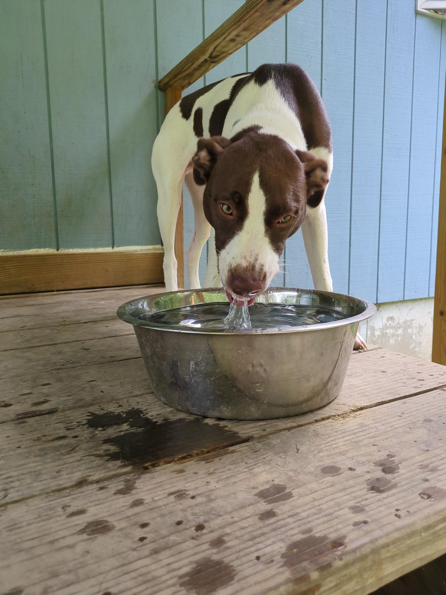 Enlarge Finny, a Adoptable mixed breed in Rhinebeck, NY image 5/5